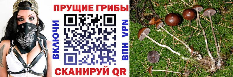 Псилоцибиновые грибы Psilocybe  Коряжма 